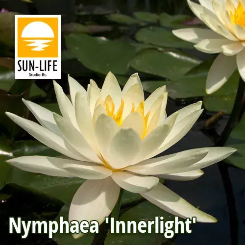 nymphaea inner light inn Finale Uitverkoop