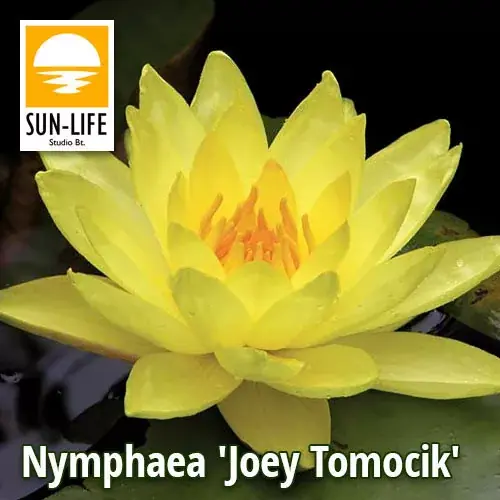 Lage Kosten nymphaea joey tomocik