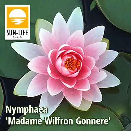 nymphaea madame wilfron gonnere mad mwg Lage Kosten