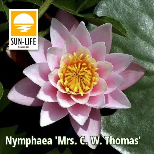 nymphaea ms cw thomas mct Voordeelprijs