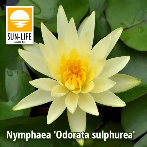nymphaea odorata sulphurea odo Shop Nu