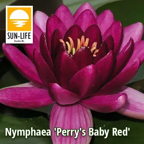 Beperkte Voorraad nymphaea perrys baby red pba