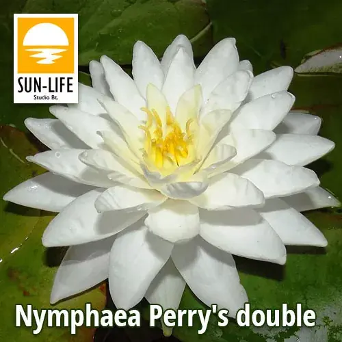 nymphaea perrys double white Uitverkoop
