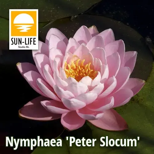nymphaea peter slocum psl Korting