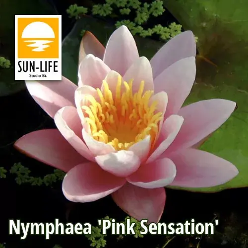Betaalbaar nymphaea pink sensation pse