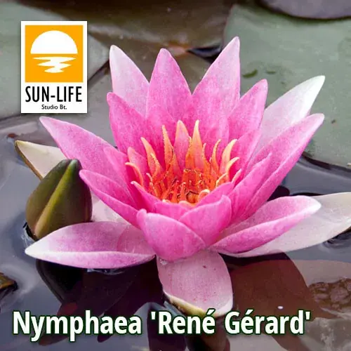 Populair nymphaea rené gérard ren