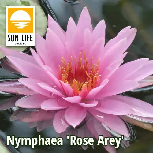 Rechtstreeks Van De Fabrikant nymphaea rose arey