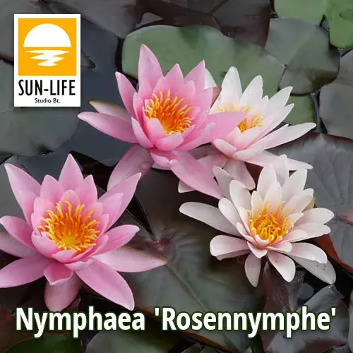 nymphaea rosennymphe Actieprijs