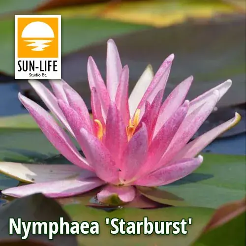 nymphaea starburst sta Betrouwbaar