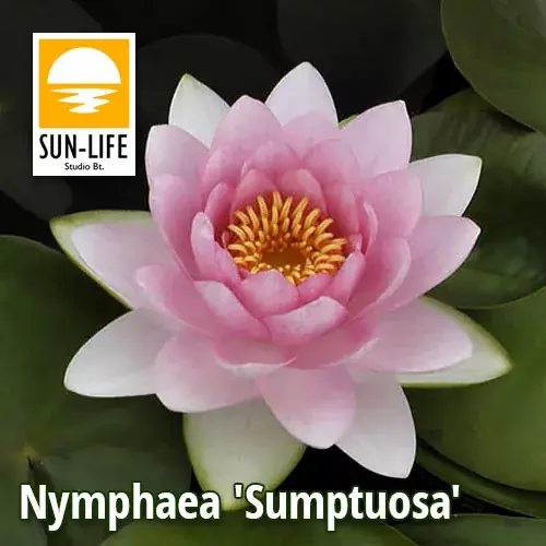 Koopje nymphaea sumptuosa sup