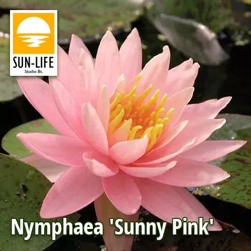 Seizoensaanbieding nymphaea sunny pink sun