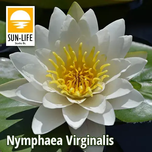 nymphaea virginalis vir Meest Verkocht
