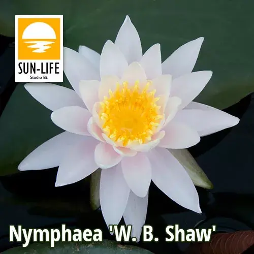nymphaea w b shaw wbs Betrouwbaar