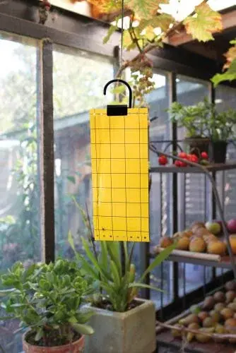 légyfogó papír 5db os nature Uitverkoop