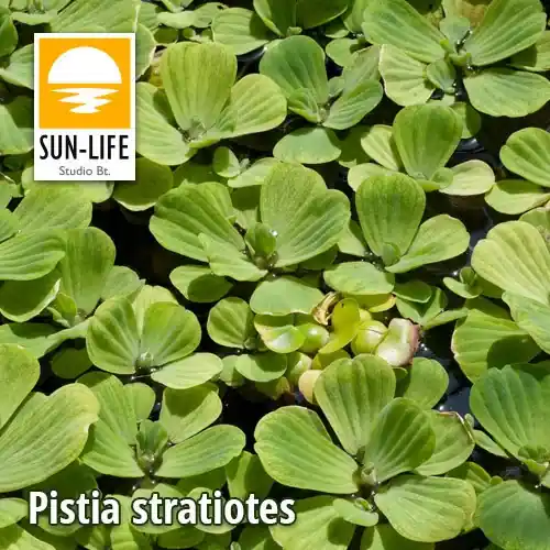 kagylótutaj vagy vízisaláta pistia stratiotes Bestel Nu