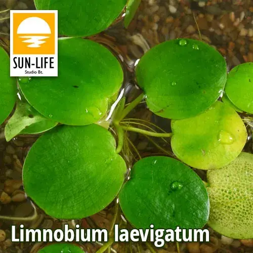 limnobium laevigatum 224 Koop Vandaag
