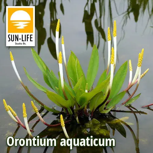 orontium aquaticum 89 vízi kontyvirág Snelle Levering
