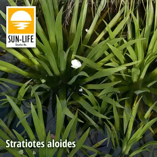 stratiotes aloides kolokán 227 Flitsaanbieding