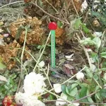 Betaalbaar komposzt hőmérő zöld nature