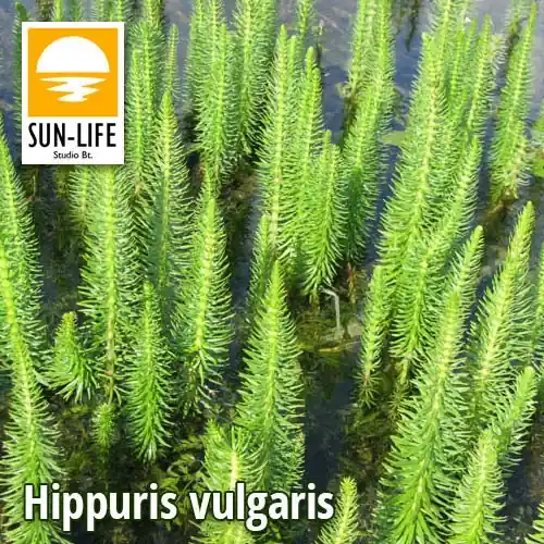 Bestseller hippuris vulgaris vízilófarok 47