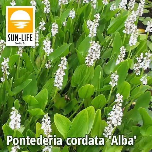 pontederia cordata alba fehér sellővirág 97 Betaalbaar
