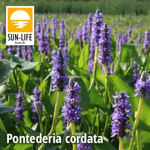 Shop Nu pontederia cordata tömött sellővirág kék 96