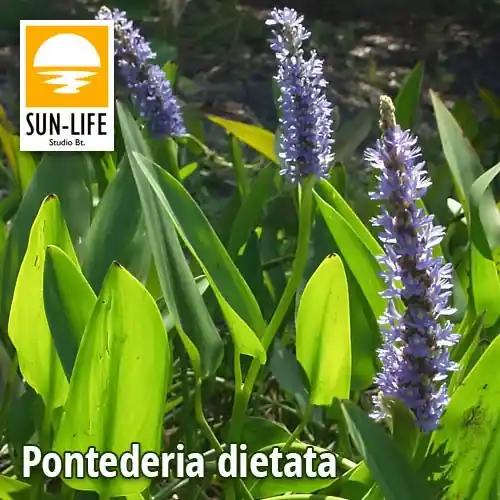 Snelle Levering pontederia dietata 98