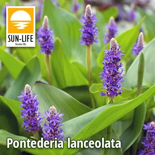 Populair pontederia lanceolata 99