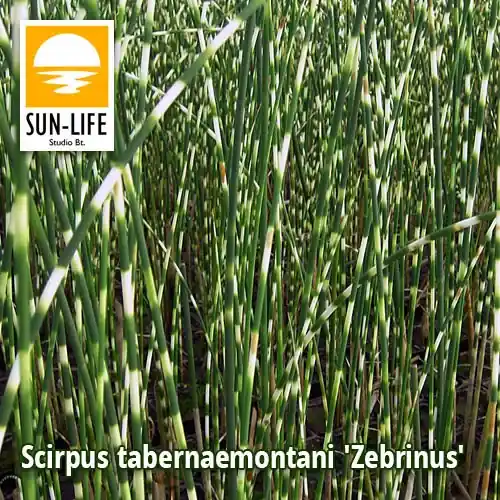 Beperkt Aanbod scirpus tabernaemontani zebrinus zebracsíkos káka 120