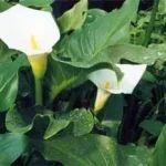 Seizoensaanbieding zantedechia aethiopica kála 133