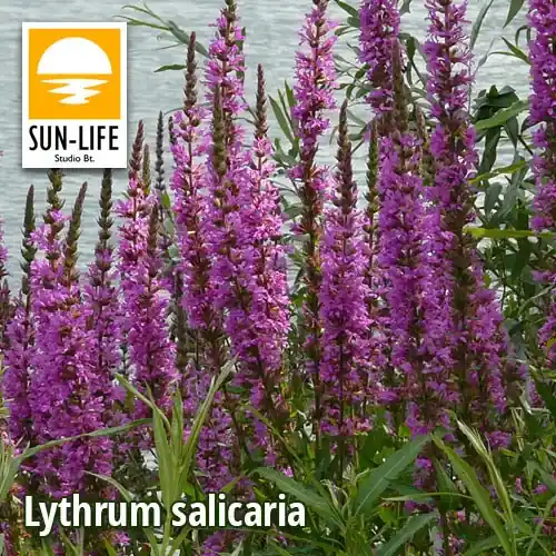 Exclusieve Aanbieding lythrum salicaria réti füzény 74