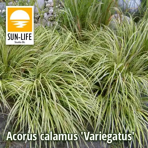 Direct Beschikbaar acorus calamus variegatus csíkos orvosi kálmos 3