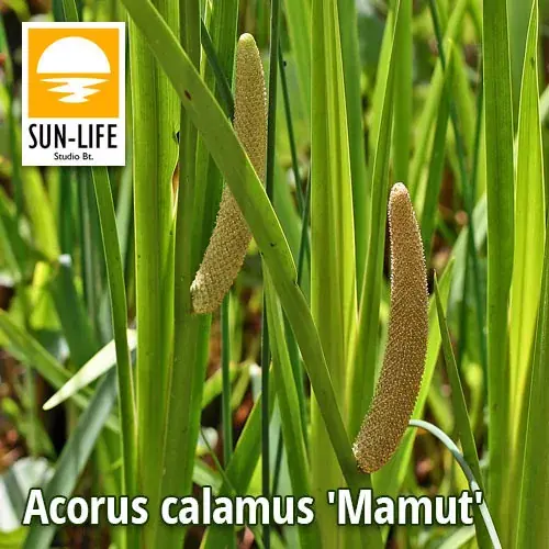 acorus calamus mamut orvosi kálmos 2 Korting