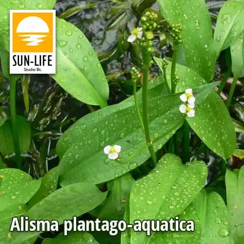 alisma plantago aquatica vízi hidőr 7 Seizoensaanbieding