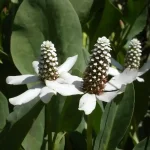 anemopsis californica kaliforniai vízipipacs 008 Actieprijs