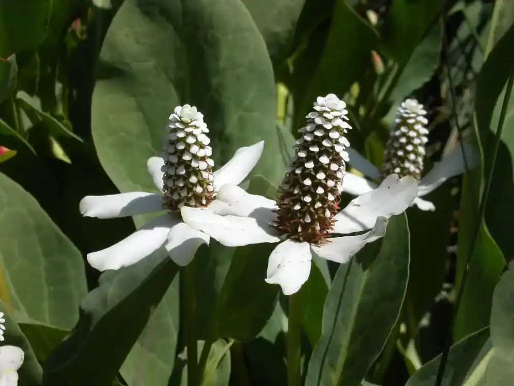 anemopsis californica kaliforniai vízipipacs 008 Actieprijs