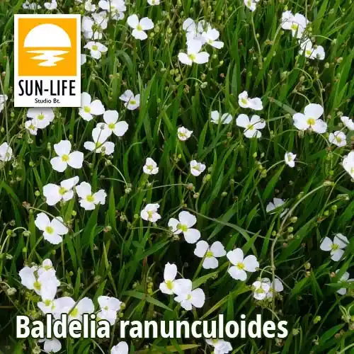 baldelia ranunculoides bogláros kishídőr 10 Nieuw
