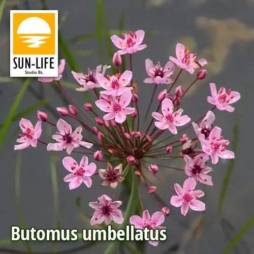 Fabrieksprijs butomus umbellatus virágkáka 14