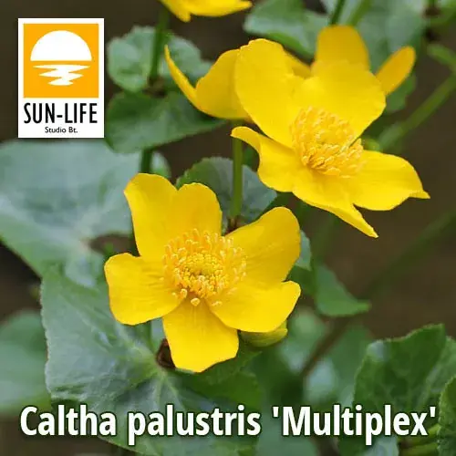 Lage Kosten caltha palustris multiplex tömöttvirágú gólyahír 18