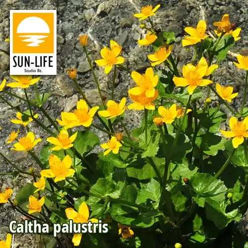 Favoriet caltha palustris gólyahír 16