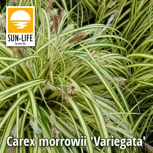 carex morrowii variegata törpe sás csíkos 41 Superprijs