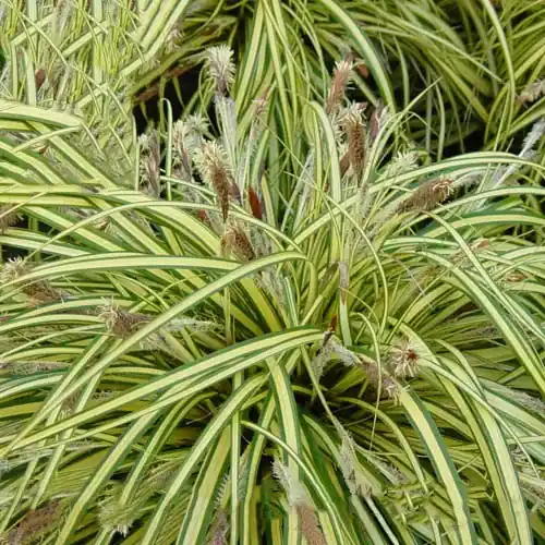 Hoge Kwaliteit carex muskingumensis variegata csíkos pálmalevelű sás 21