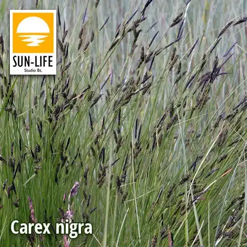 carex nigra fekete sás 23 Must-Have