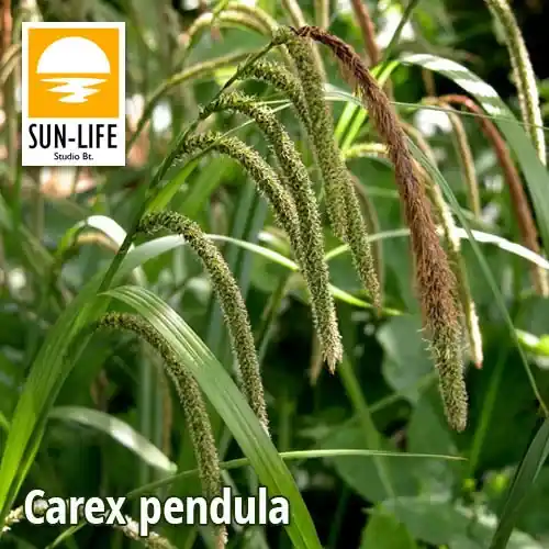 Fabrieksprijs carex pendula lecsüngő sás 25