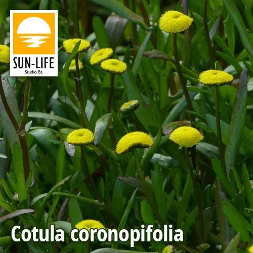 cotula coronopifolia lúgvirág 28 Favoriet