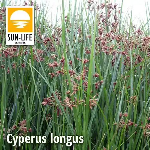 cyperus longus hosszú vízipálma 30 Laatste Versie