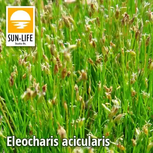Voordeelprijs eleocharis acicularis fonalas ecsetkáka 32