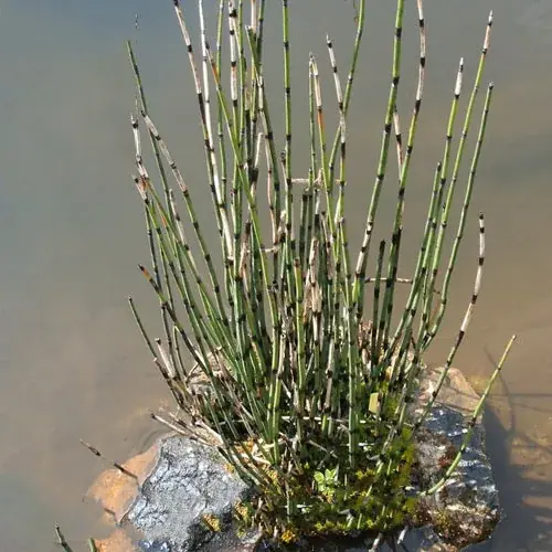 Koopje equisetum japonicum japán zsurló 33