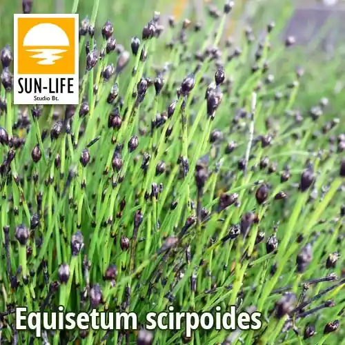 Veilige Betaling equisetum scirpoides törpezsurló 34