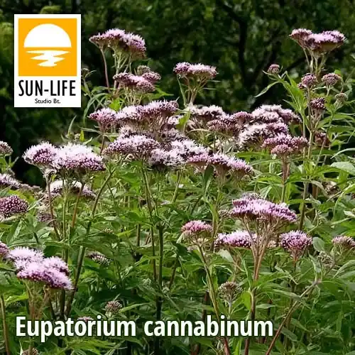 eupatorium cannabinum sédkender 36 Goedkoop